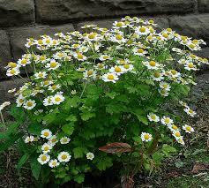 Image result for feverfew
