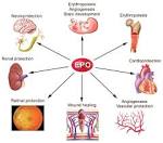 Erythropoitin