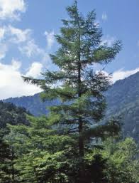 Image result for larch tree
