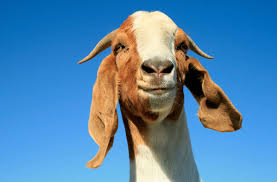 Image result for goats