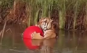 Diễn giả truyền cảm hứng: "Có một con hổ trong bạn." Trong ...