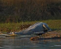 Image of crocodile basking on the banks of the Ganges River