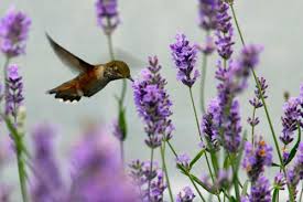Image result for lavender plant