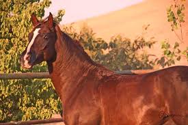 Image result for IRAN HORSES