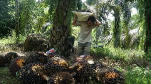 Industri Kelapa Sawit Indonesia: Menuju Keberlanjutan dan Kemakmuran