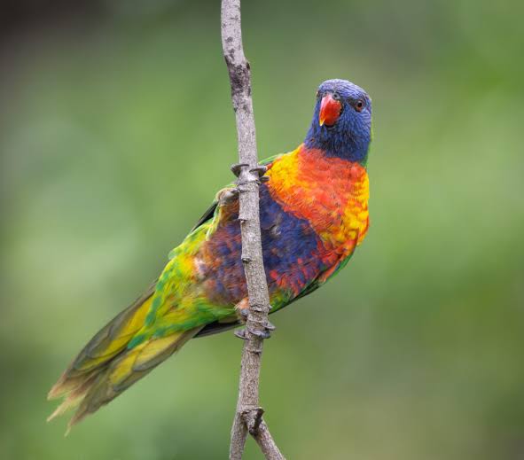 Rainbow Lorikeet | World Parrot Trust