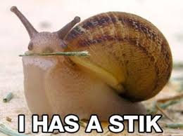 Image result for Animal Meme