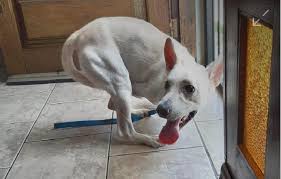 This is Tintin, a dog who was abandoned in Sao Leapoldo by ...