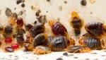  More nightmare fuel: Bedbugs create cesspool of poop and histamine in your bed
