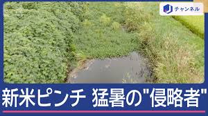 News source: テレ朝NEWS