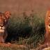 Cecil the Lion