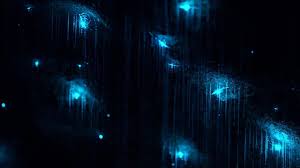 Tasmaniens wundersame Tierwelt