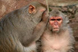 Image result for MONKEYS