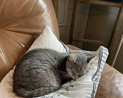 cat sleeping on a cushionの画像