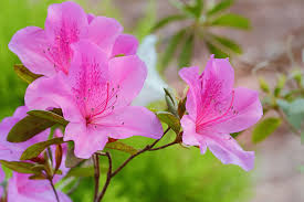 Image result for Azalea azaleas