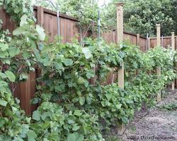 Image of grapevine in a Houston backyard