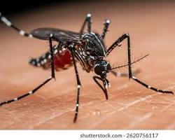 صورة Aedes aegypti mosquito biting human skin photo