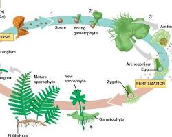 Image of Alternation of generations in bryophytes