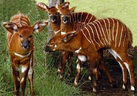 Image result for antelope in the forest