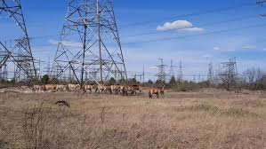 Trend Google: chernobyl