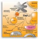 Tumornekrosefaktor-Alpha