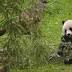It's panda-monium! Giant panda has twins, National Zoo says