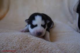 Image result for baby husky