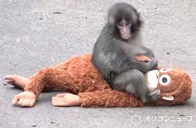 ［爆誕］市川市動植物園のサル山が“おサル幼稚園”に パンチくんに続く“後輩”続々誕生、ベビーラッシュに祝福ムード