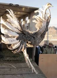 Rare 9ft-tall 'camel birds' released into Saudi Arabian desert