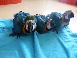 Image result for baby macaw parrot for sale