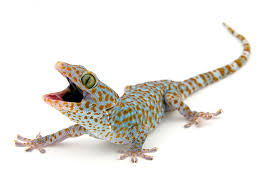 Attēlu rezultāti vaicājumam “gecko gecko”