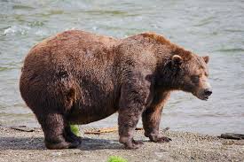 Fat Bear Week opens for Alaska’s heavyweight crown. Can Chunk, the 1,200-pound champ, win again?