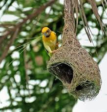 Prentresultaat vir weaveer bird