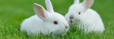 Image result for RABBIT
