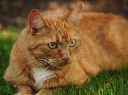 Bildergebnis für orangene katze mit grünen augen