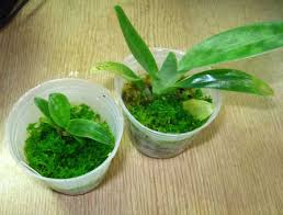 Image result for chilean sphagnum moss