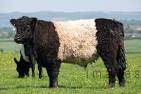 The Galloway Cattle Society