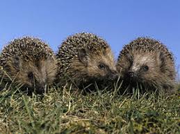 Résultat de recherche d'images pour "row of hedgehogs"