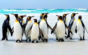 Resultado de imagen para pinguinos