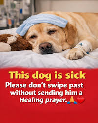 Our sweet dog is very sick right now. 🐾💔 It's incredibly ...