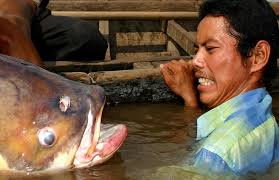 Resultado de imagen de carpas de rio en acuario