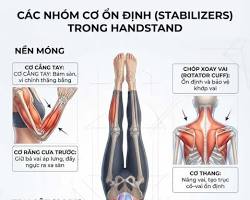 Hình ảnh về giải phẫu các nhóm cơ vùng cổ và bài tập chin tuck W stretch figure 4