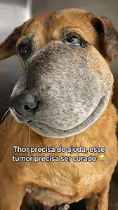 Ajuda para Thor: Cuidado Necessário | TikTok