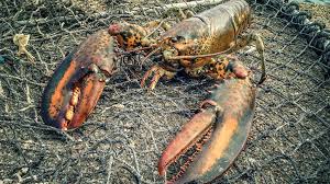 Sveriges Radio - News update