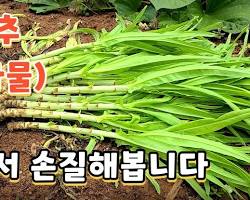 궁채 이미지
