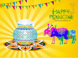 Image result for pongal festival images