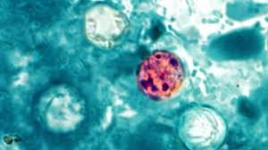 Cyclospora Cayetanensis