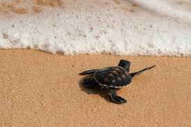 images?q=tbn:ANd9GcQ678QBTfCAy4ySj-jb4b6