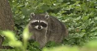 Raccoon Bites Two People in Old Town Alexandria, Possible Rabies Exposure