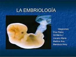 Resultado de imagen de EMBRIOLOGIA